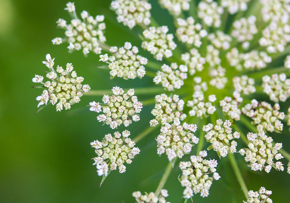 Clusters of small, white flowers forming a circular pattern are seen blossoming, with a vibrant green blurred background highlighting the delicate petals.