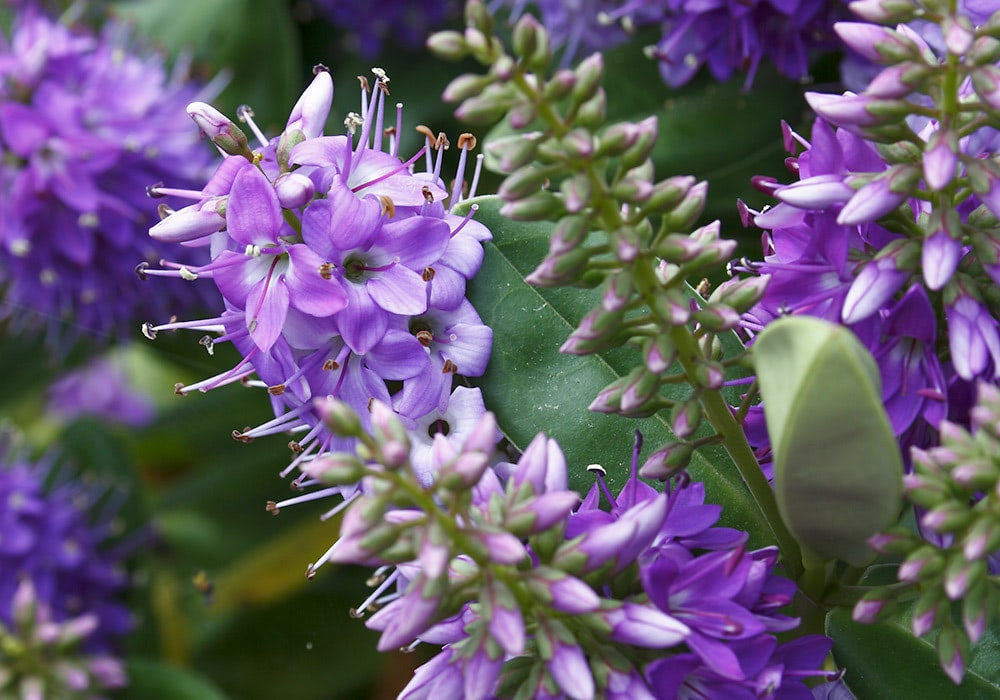 Purple flowers bloom in clusters, surrounded by green leaves, creating a vivid natural scene. The petals are delicate and vibrant, standing out against the lush foliage background.