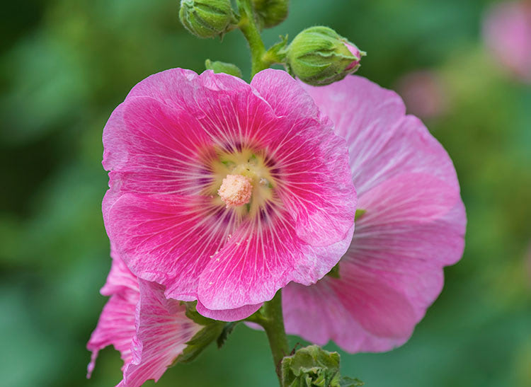 A pink hollyhock flower blooms with petals radiating outward, surrounded by green buds and foliage in a natural outdoor setting.