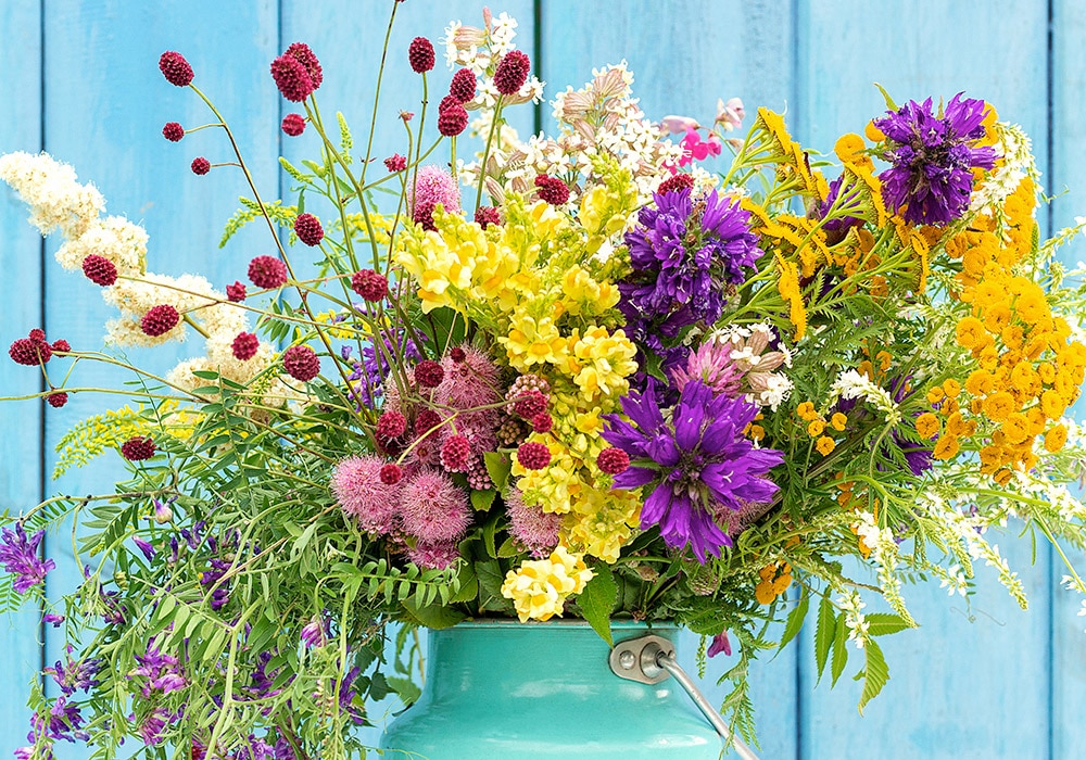 A vibrant bouquet of assorted colorful flowers situated in a teal pitcher against a bright blue wooden background.