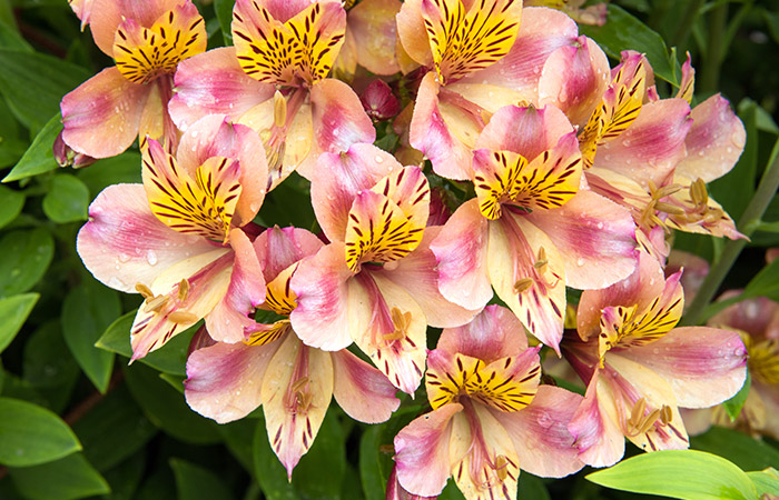 Photograph of a alstroemeria