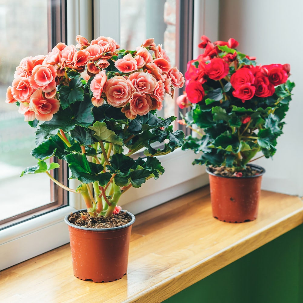 A pair of potted peach and red begonias soak up the sun on a residential windowsill