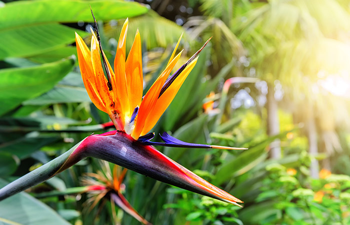 Photograph of a birds of paradise