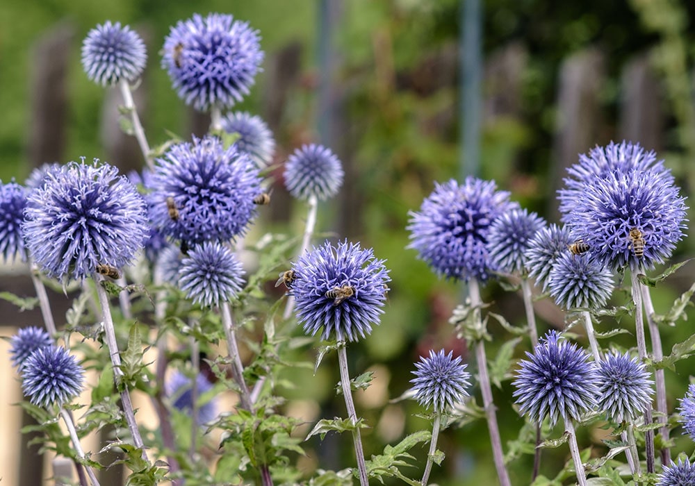 A patch of wild blue thistle is pollenated by a light swarm of honey bees