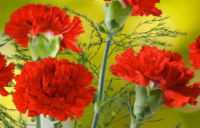 Bright red carnations bloom on slender green stems amidst thin foliage, set against a lime-green background.