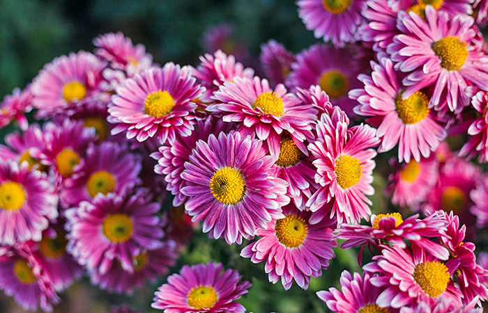 Photograph of a daisy chrysanthemum