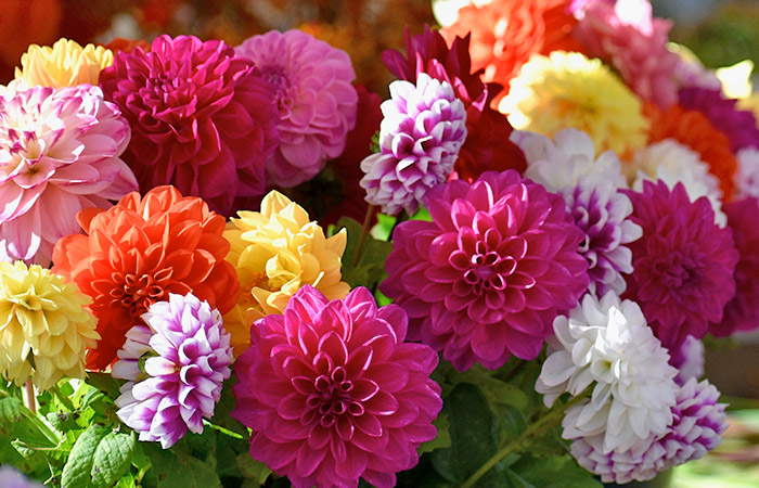 A vibrant bouquet of assorted dahlias, displaying colors like purple, yellow, orange, pink, and white, arranged closely together with green leaves, set against a sunny outdoor backdrop.