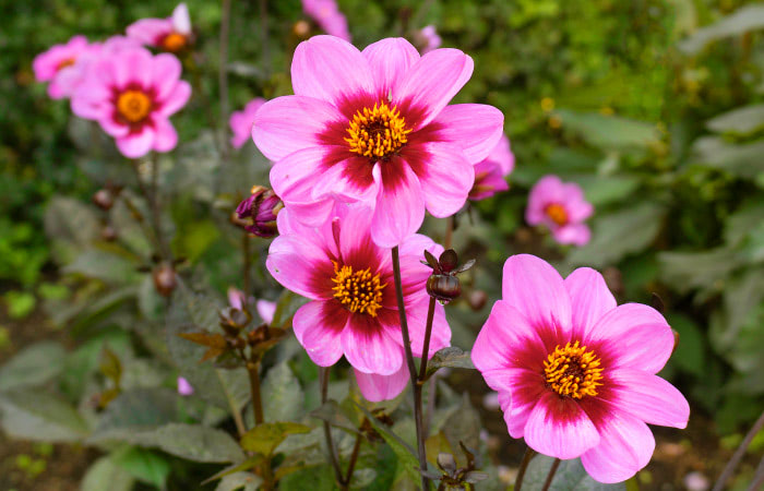 Bright pink and red flowers with yellow centers are blooming on dark green stems, surrounded by lush green foliage in a garden setting.