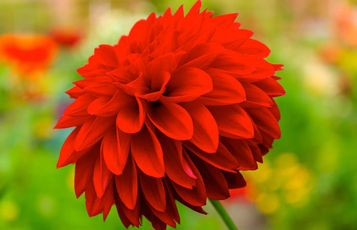 A bright red dahlia flower blooms vibrantly, with multiple layers of petals. It stands against a blurred, colorful garden background.