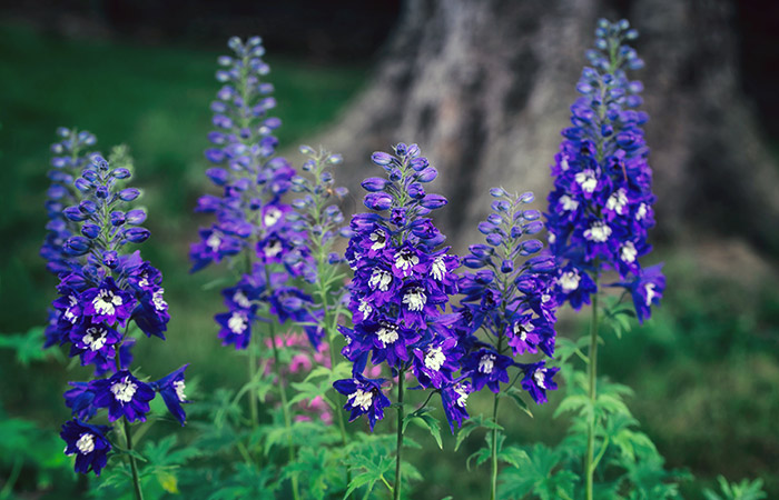 Photograph of a delphinium