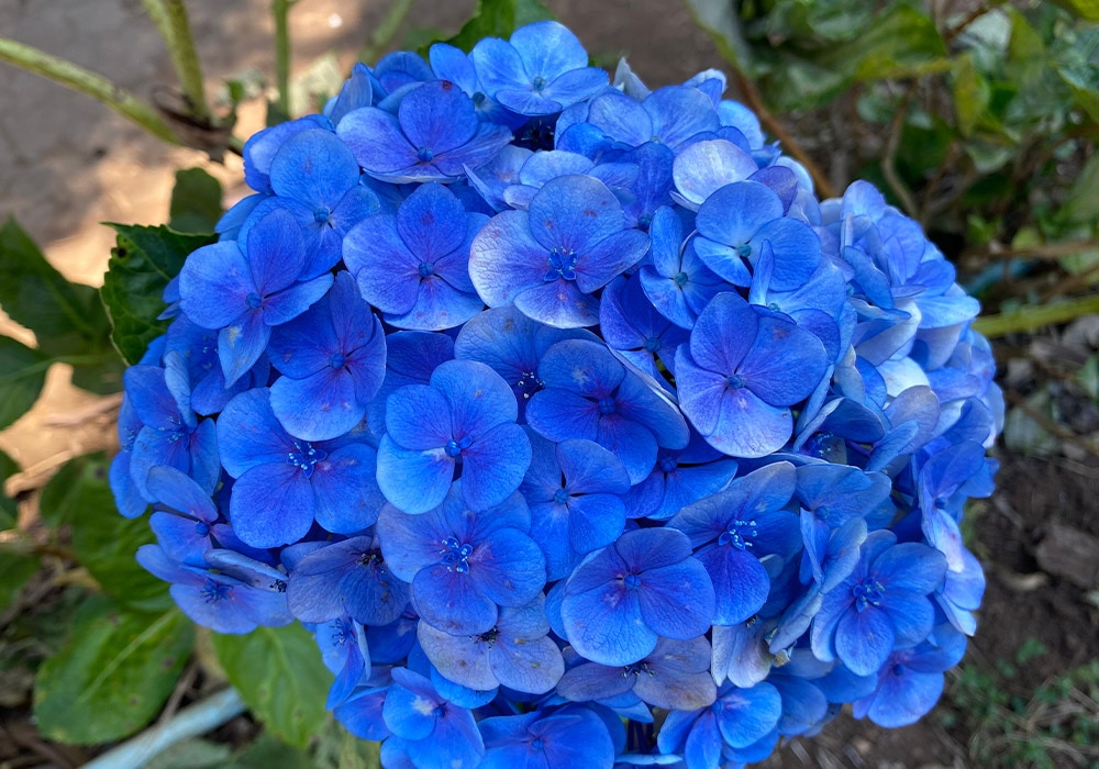 Bright blue hydrangea blossoms tightly clustered, blooming amidst green leaves in a garden setting. The background displays soil, leafy plants, and stems, suggesting an outdoor environment.