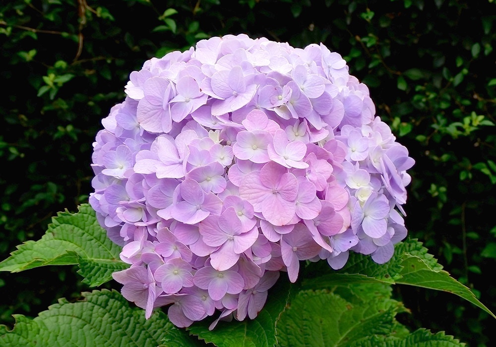 A large, round cluster of pale purple and pink hydrangea flowers blooms atop green leaves, set against a backdrop of dense, dark green foliage.