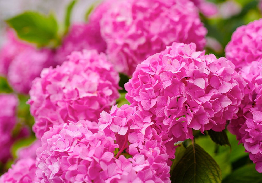 Bright pink hydrangea flowers in full bloom, clustered together with rich green leaves in a garden setting.