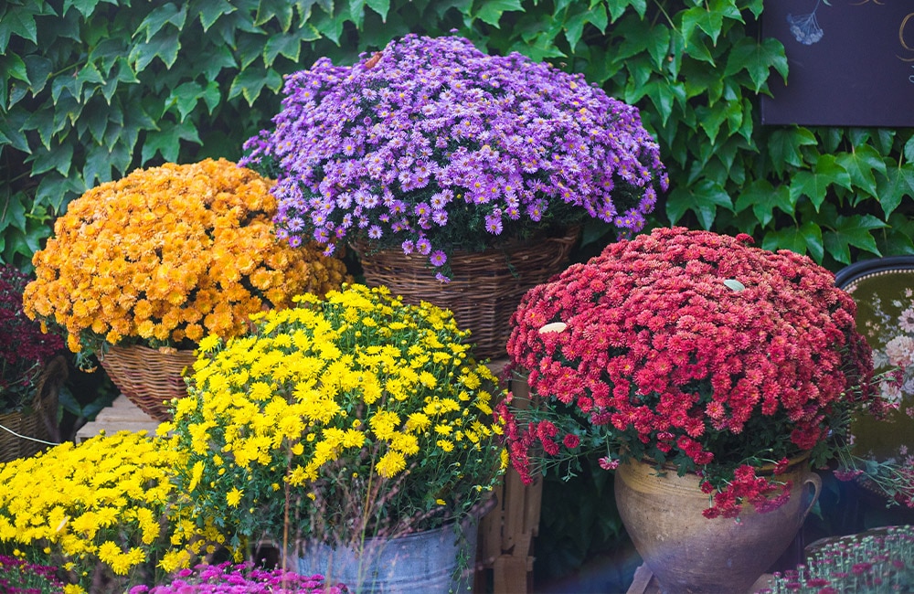 Pots of purple, red, yellow, and orange flowers in full bloom are arranged against a lush green ivy-covered wall.