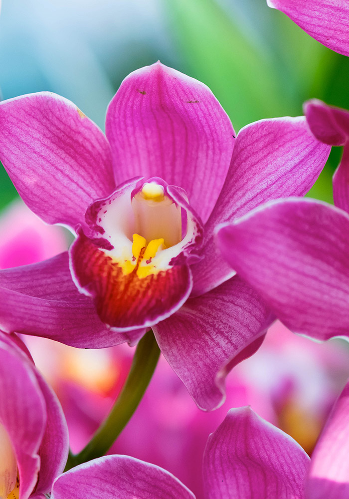 A vibrant pink orchid with a yellow and red center blooms in focus, surrounded by green foliage and blurred pink floral background.