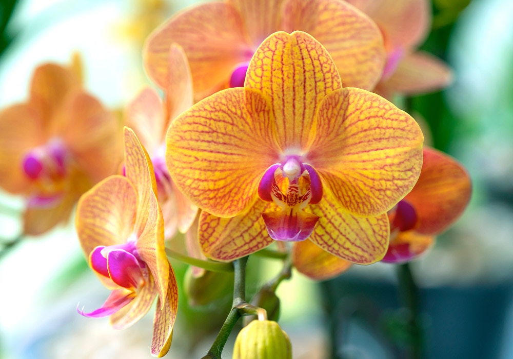 An orange orchid with purple accents blossoms on a green stem amidst a lush, vibrant garden background.