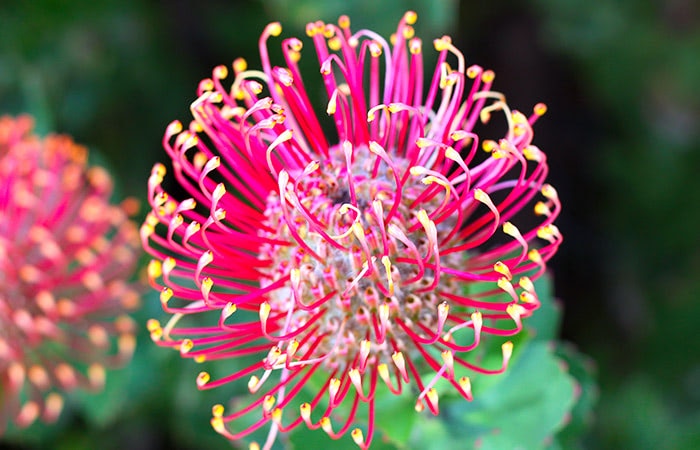 A pink-colored protea bloom grows in the wild