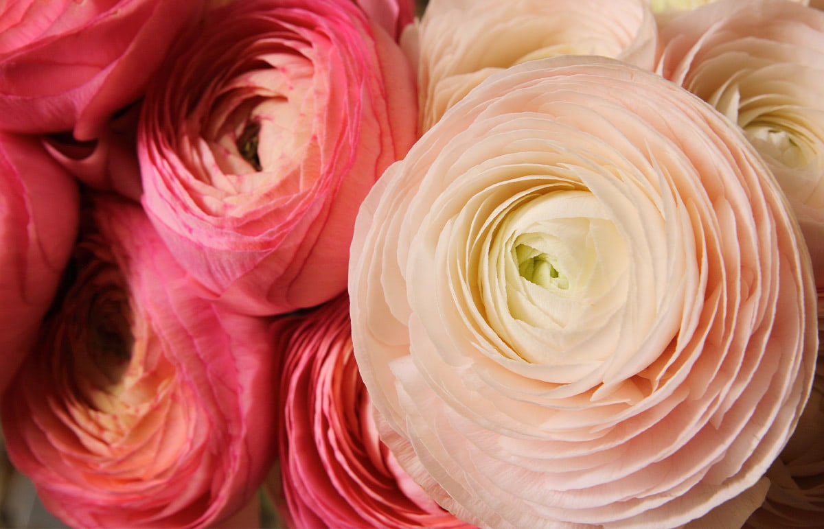 Close-up of tightly clustered pink and cream ranunculus flowers, with delicate, layered petals in full bloom. The flowers tightly fill the frame, showcasing their vibrant colors and intricate texture.