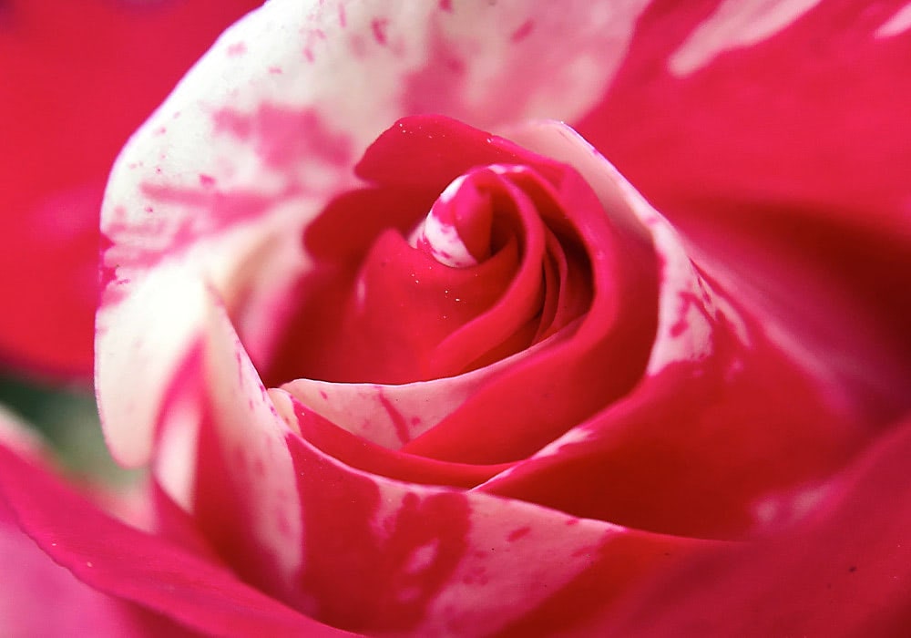 Photograph of hybrid tea rose Roses