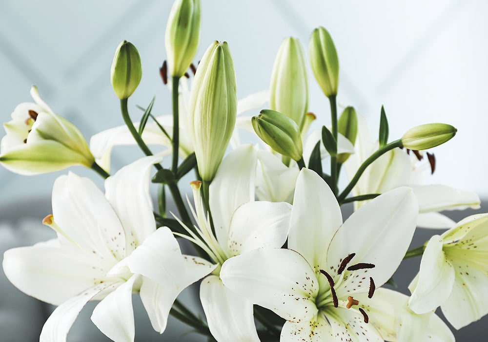 Water flows from a kitchen faucet into a vase, containing a dozen vibrant mixed flowers