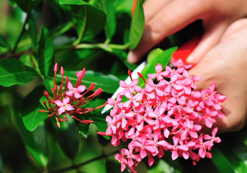 Delicately mixing the contents of a packet of flower food into a vase