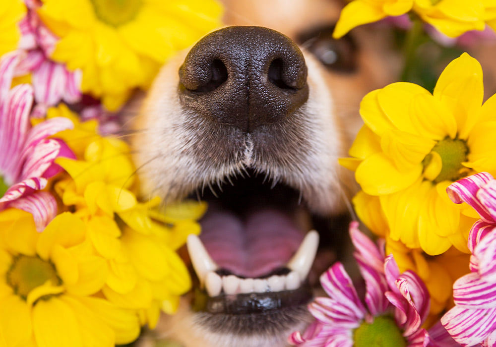 A dog's nose and open mouth are surrounded by yellow and pink flowers, creating a vibrant and cheerful close-up scene.