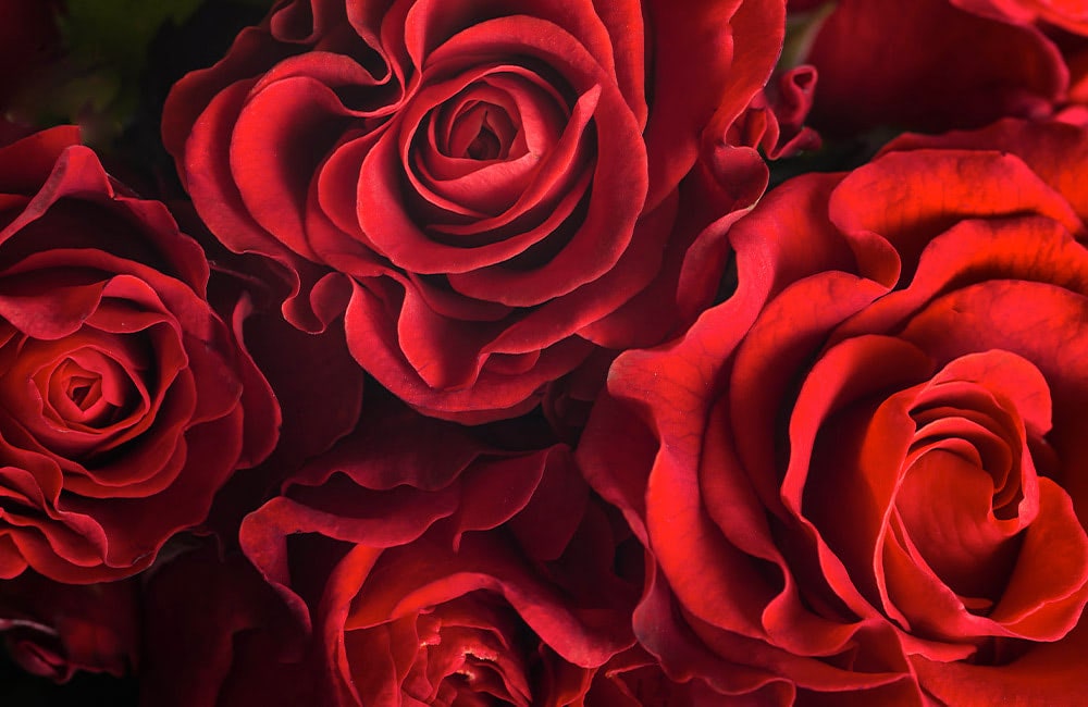 Red roses in full bloom, layered closely together, form a vibrant and intricate floral arrangement, creating a rich texture with their overlapping petals.