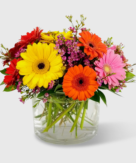 Assorted gerbera daisies designed in a short cylinder vase.