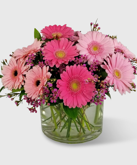 Assorted pink mini gerbera in a short clear cylinder