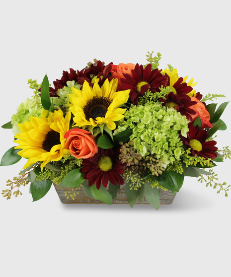 A fall flower arrangement designed in a long wooden box with sunflowers, red daisy mums, green hydrangea and orange roses