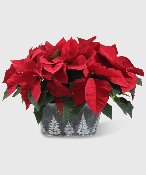 Christmas Poinsettia