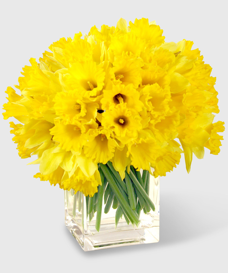 Bouquet of bright yellow daffodils in a clear glass block vase.