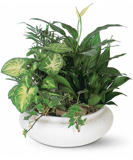 Assorted green plants in a ceramic container