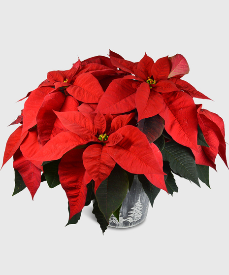 Holiday Poinsettia