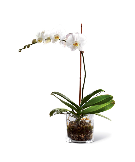 White phaleanopsis in a decorative container